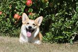 CORGI PEMBROKE 021